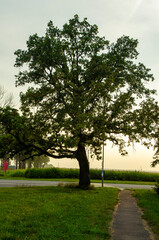 Big green huge oak on a summer day