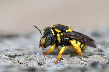 Closeup on the colorful Southern form of the European Yellow rotund resin bee , Anthidiellum strigatum contractum from the Gard, France