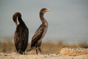 Socotra cormorants relaxing at Busaiteen coast, Bahrain