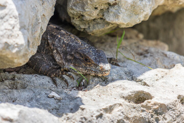 Primer plano de iguana rayada