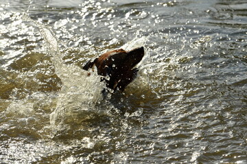 Fototapeta premium Hundebadetag. Kleiner Hund im Wasser