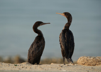 A pair of Socotra cormorant at Busaiteen coast, Bahrain