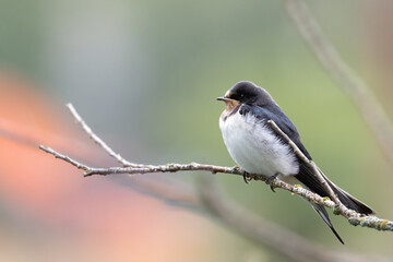 Obraz premium Barn swallow