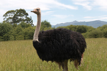 ostrich in the wild