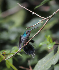 Green Hermit Hummingbird, standing on a branch, taking up position to fly away. Woods in the background, beautiful grey, purple, green and blue bird