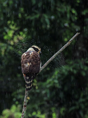 Perched Laughing Falcon, standing in a broken branch of a tree, under the rain, moving its head...