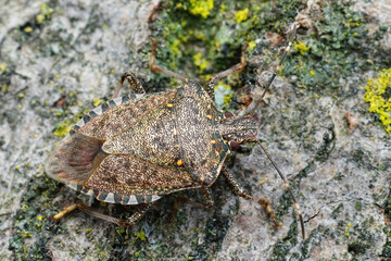 Detailed closeup of Brown Marmorated Stink Bug, Halyomorpha halys in the Gard, France