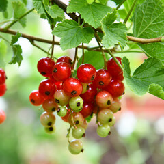rote Johannisbeeren