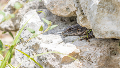 Primer plano de iguana rayada