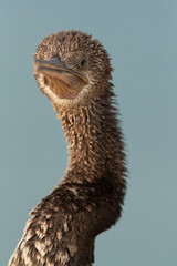 Closeup of a Socotra cormorant, Busaiteen coast, Bahrain