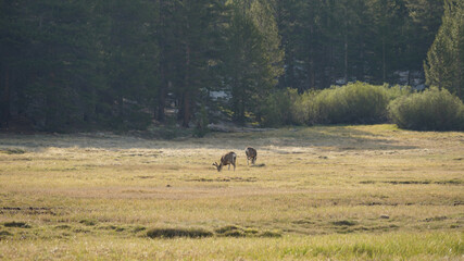 Wild deer on grass near crabtree meadows campsite on the Pacific Crest Trail.