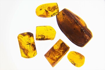 Fundstücke - Bernsteine mit eingeschlossenen Insekten