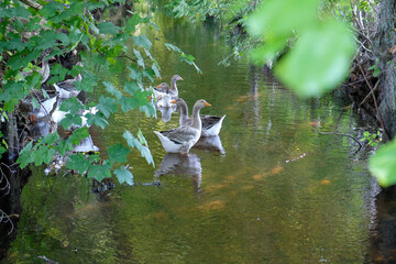 Geese swim on a stream in a forest