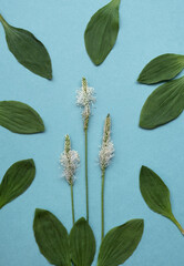 flower and leaves Plantago psyllium on a blue background close-up. Plantain is a perennial medicinal plant