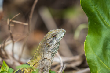 Enfoque selectivo de una iguana joven salvaje en las rocas contra un fondo borroso