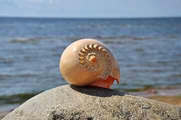 Seashell on a stone on the background of the sea.