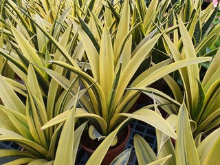 Dracaena trifasciata is a biennial plant. have underground rhizomes Golden yellow, green leaves, long, slender, thickly pointed leaves. It is commonly grown as a houseplant, air purifying plant.