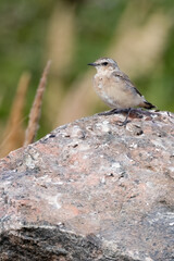 northern wheatear