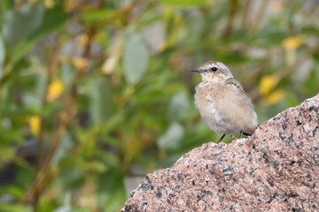 northern wheatear