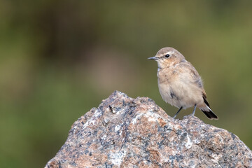 northern wheatear