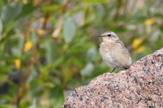 Northern Wheatear