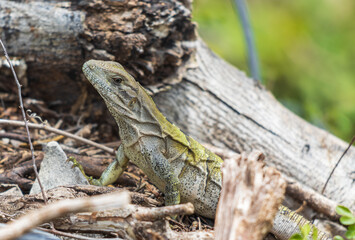 Enfoque selectivo de una iguana joven salvaje en las rocas contra un fondo borroso