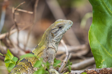 Enfoque selectivo de una iguana joven salvaje en las rocas contra un fondo borroso