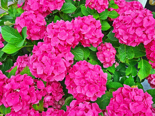 Blossoming hortensia flowers in summer in the Netherlands