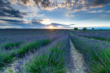 Sunset au milieu des lavandes en Provence (France)