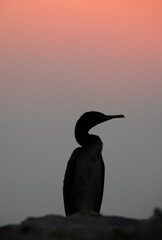 Socotra cormorant in the morning hours at Bahrain