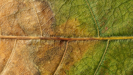 almost dry green leaf surface, close up texture background