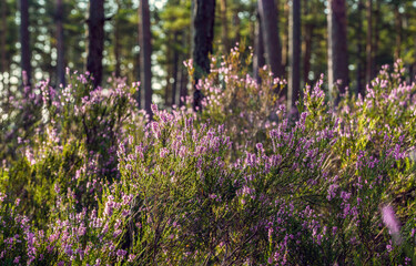 Flowering heather or ling (lat. Calluna vulgaris) in the pine forest at sunny summer day