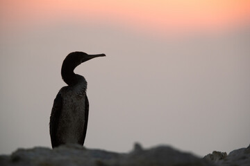 Socotra cormorant in the morning hours during sunrise, Bahrain