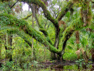 Tree covered with ferns in Myakka River StatePark in Sarasota Florida USA