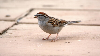 Chipping sparrow eating bird seed on a patio in a backyard in Panama City, Florida, USA
