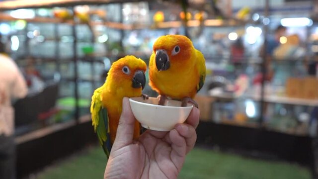 Conures are eating from the cup in the man's hand.