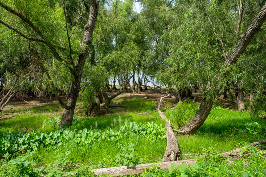 Standing and Fallen Trees along the Mississippi River in Uptown New Orleans