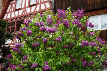 Fototapeta na wymiar beautiful and lush lilac bush in full bloom in front of a quaint traditional German half-timbered house on a warm rainy spring day in the Ulm city (Germany)