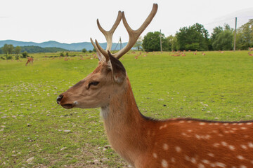 Obraz premium many sika red deer on the eco farm