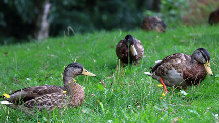 Anatre selvatiche wild ducks