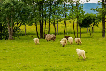 Fototapeta premium many sheep graze in green meadows