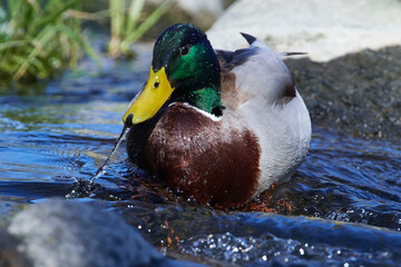 Stockenten Erpel im Frühjahr in der Spree bei der Futtersuche