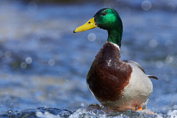 Stockenten Erpel im Frühjahr in der Spree bei der Futtersuche