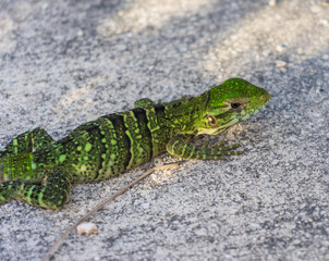 Primer plano de un lagarto verde sobre una roca