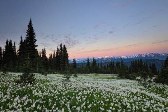 Sunset Over The Olympic Mountains In Washington State With Wildflowers In The Meadows. 