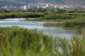 Landscape of reed beds and wetlands in the protected natural area of the Prat de Cabanes Natural Park, Torreblanca, Castellon, Spain