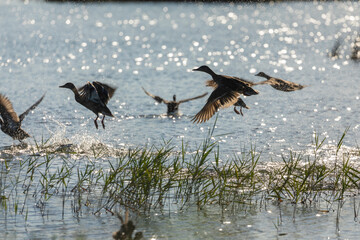 A group of ducks take flight frightened by my presence in the wetlands of the Prat de Cabanes...
