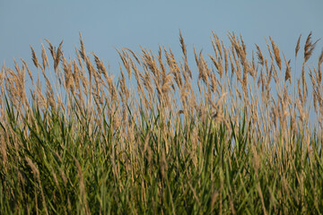 Golden reed beds, moved by the wind, in the wetlands of the Prat de Cabanes Natural Park, Torreblanca, Castellon, Spain