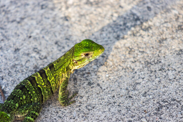 Primer plano de un lagarto verde sobre una roca