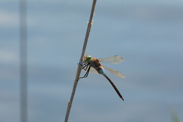 A dragonfly rests on the branch of a reed, in the Prat de Cabanes Natural Park, Torreblanca, Castellon, Spain